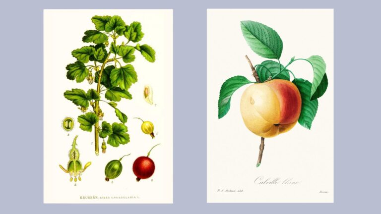 Vackra botaniska illustrationer